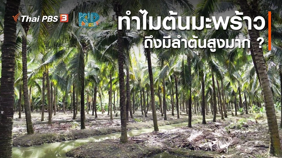 ​คิดส์เรียนรู้ : ทำไมต้นมะพร้าวถึงมีลำต้นสูงมาก ?