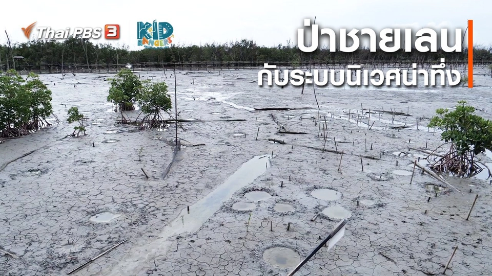 คิดส์เรียนรู้ : ป่าชายเลนกับระบบนิเวศน่าทึ่ง