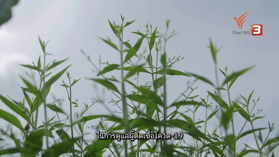 ยาสมุนไพรกับโรคระบาด