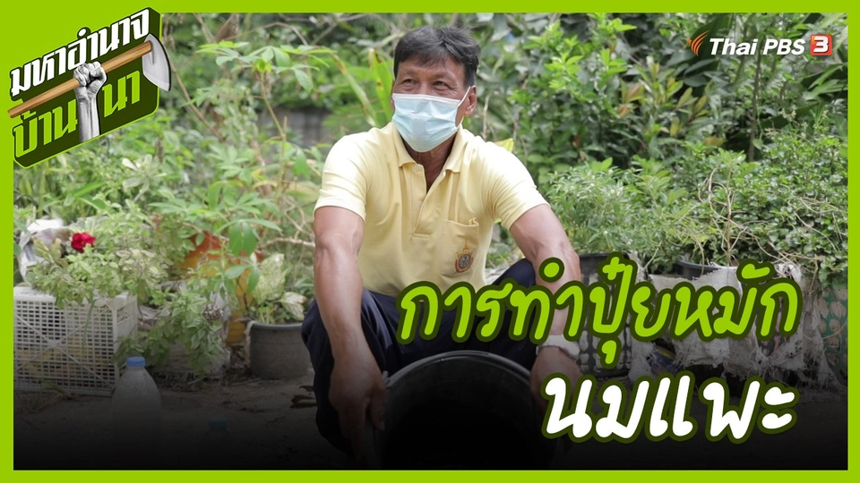สูตรลับฉบับบ้านนา : การทำปุ๋ยหมักนมแพะ