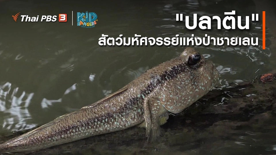 คิดส์เรียนรู้ : "ปลาตีน" สัตว์มหัศจรรย์แห่งป่าชายเลน