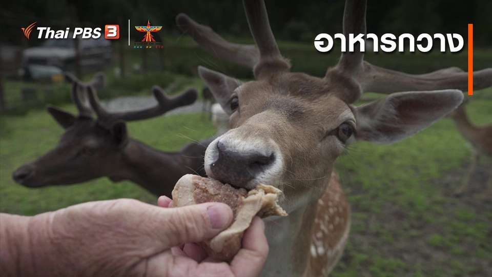 เรื่องเล่าการเดินทาง : อาหารกวาง
