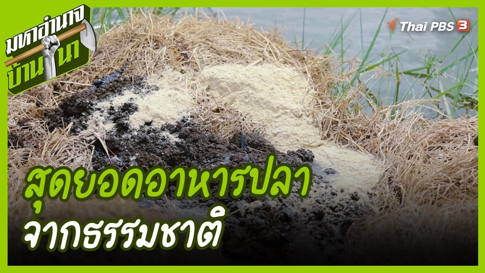 ​สูตรลับฉบับบ้านนา : สุดยอดอาหารปลาจากธรรมชาติ