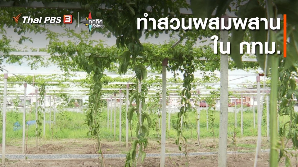 อาชีพทั่วไทย : ทำสวนผสมผสานใน กทม.