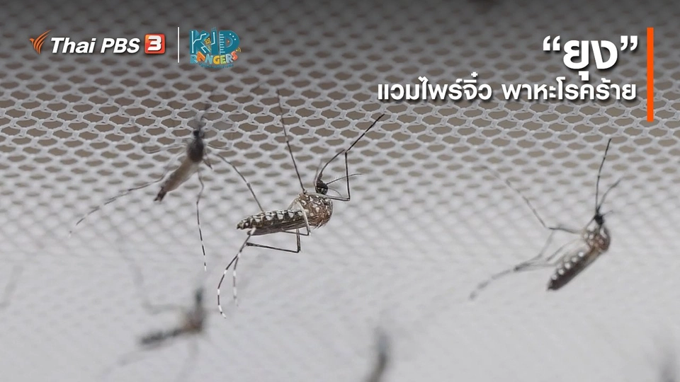 คิดส์เรียนรู้ : “ยุง” แวมไพร์จิ๋ว พาหะโรคร้าย