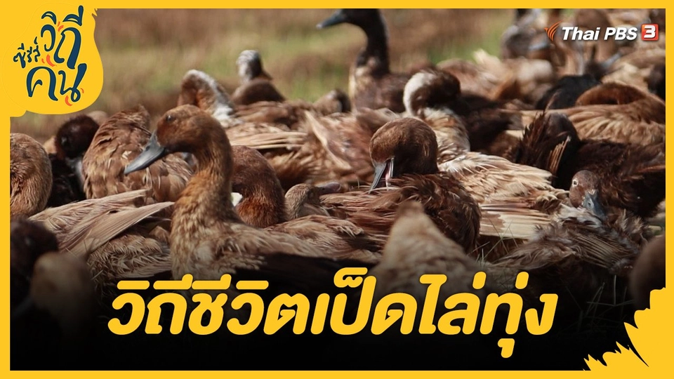 วิถีชีวิตเป็ดไล่ทุ่ง