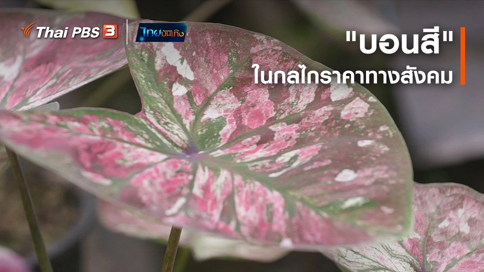 ​เรื่องนี้มีตำนาน : "บอนสี" ในกลไกราคาทางสังคม