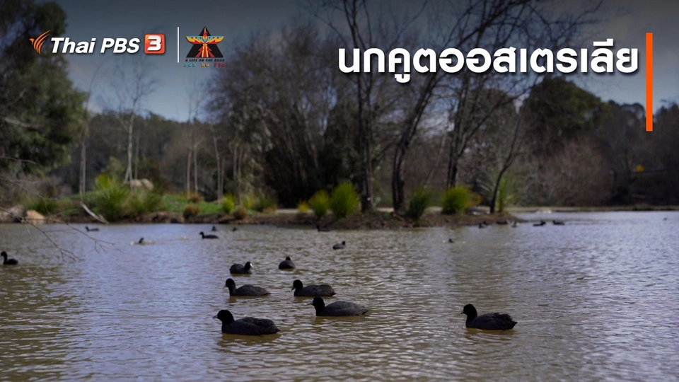 ​เรื่องเล่าการเดินทาง : นกคูตออสเตรเลีย