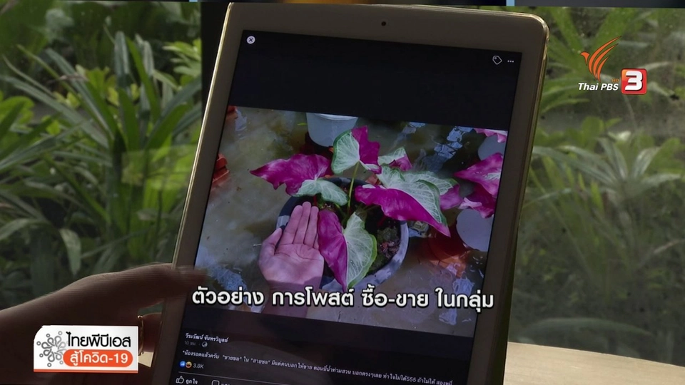 ​เตือนภัย(ออนไลน์) รายวัน : เด็ก 12 ปีถูกหลอกซื้อบอนสีชายชล