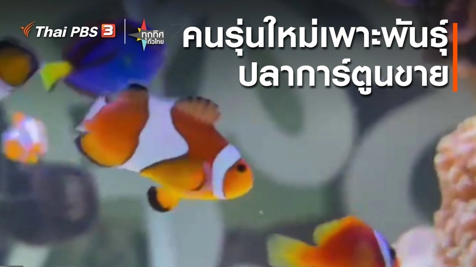 ​อาชีพทั่วไทย : คนรุ่นใหม่เพาะพันธุ์ปลาการ์ตูนขาย กทม.