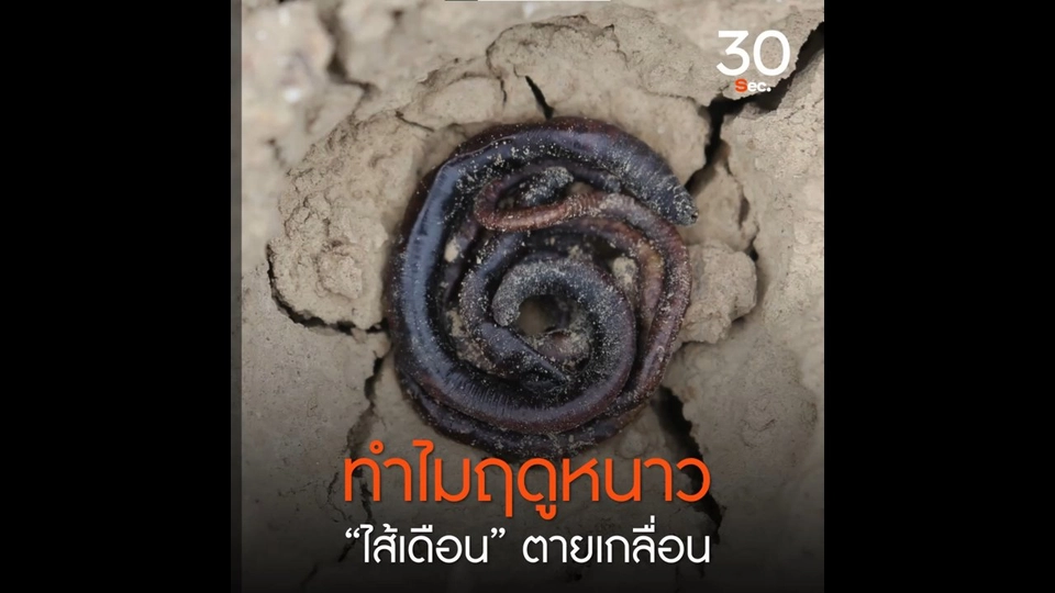 ทำไมฤดูหนาว “ไส้เดือน” ตายเกลื่อน