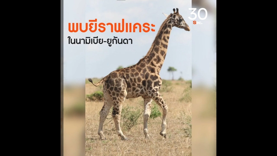 พบยีราฟแคระ ในนามิเบีย-ยูกันดา
