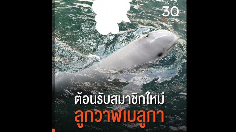 ต้อนรับสมาชิกใหม่ลูกวาฬเบลูกา