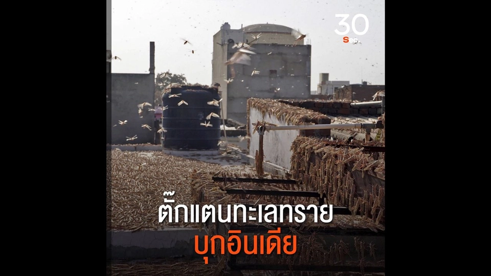 ตั๊กแตนทะเลทรายบุกอินเดีย