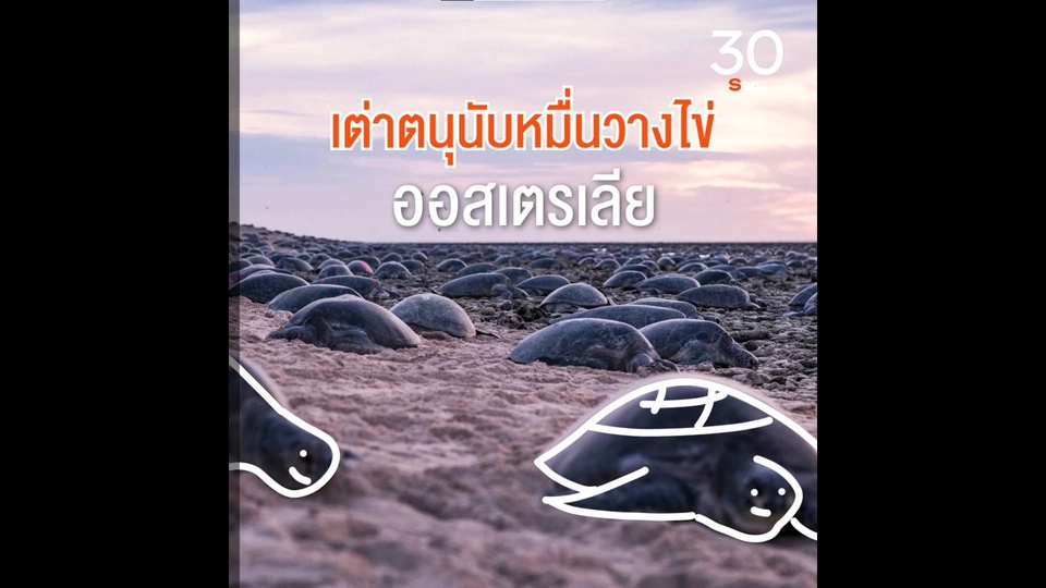 เต่าตนุนับหมื่นวางไข่ออสเตรเลีย