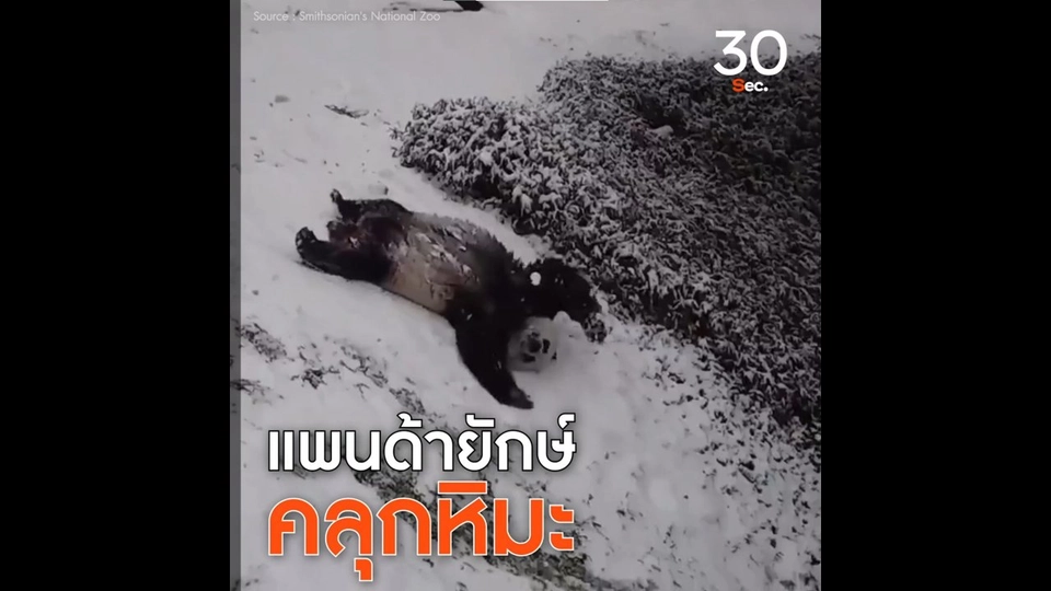 แพนด้ายักษ์ คลุกหิมะ