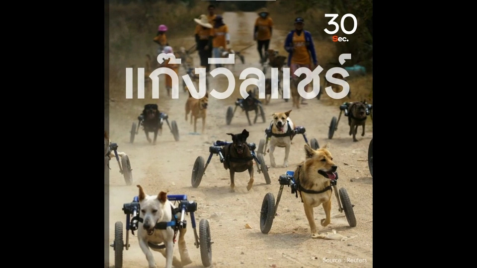 แก๊งวีลแชร์ แห่งชลบุรี