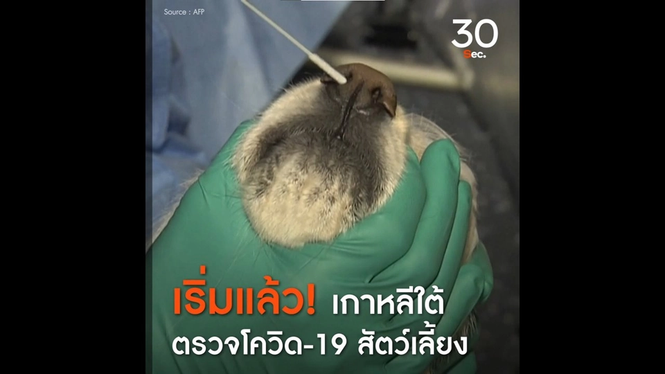 เริ่มแล้ว! เกาหลีใต้ตรวจโควิด - 19 สัตว์เลี้ยง