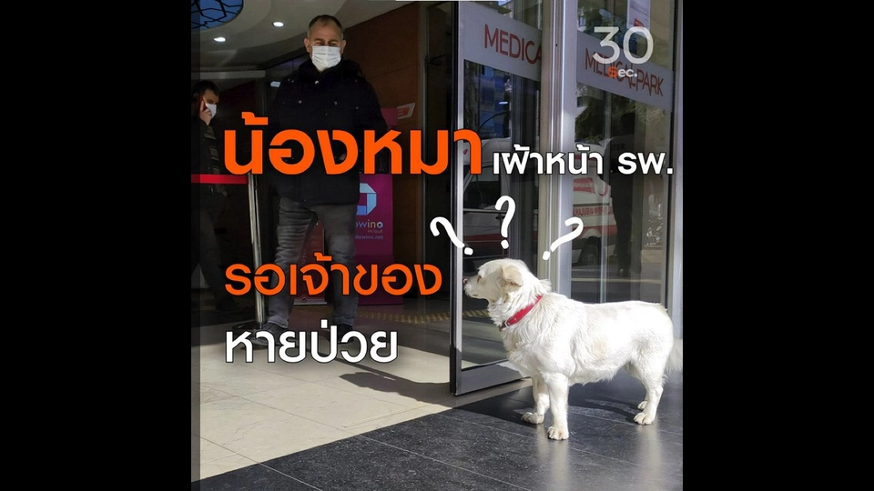 น้องหมา เฝ้าหน้า รพ. รอเจ้าของหายป่วย