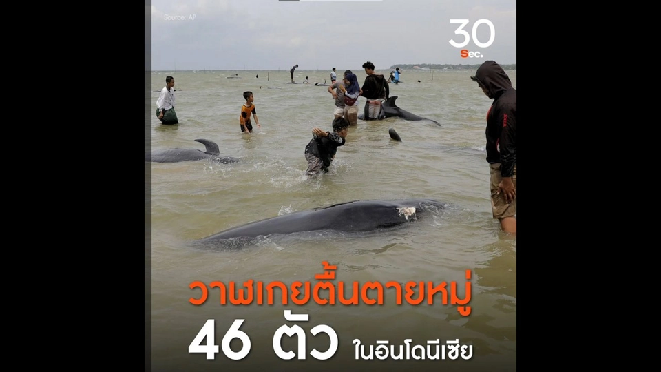 วาฬเกยตื้นตายหมู่ 46 ตัว ในอินโดนีเซีย