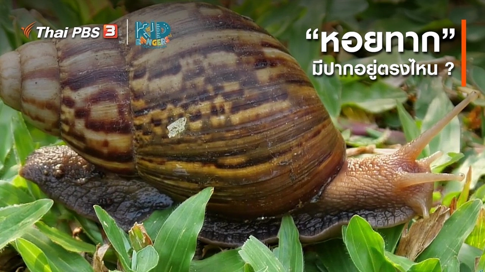 ​คิดส์เรียนรู้ : “หอยทาก” มีปากอยู่ตรงไหน ?