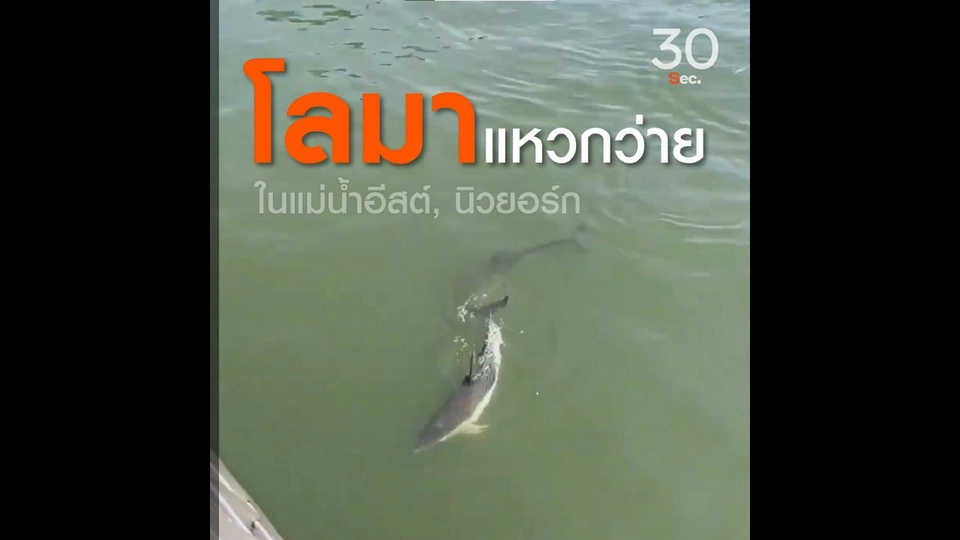 โลมาแหวกว่ายในแม่น้ำอีสต์  นิวยอร์ก