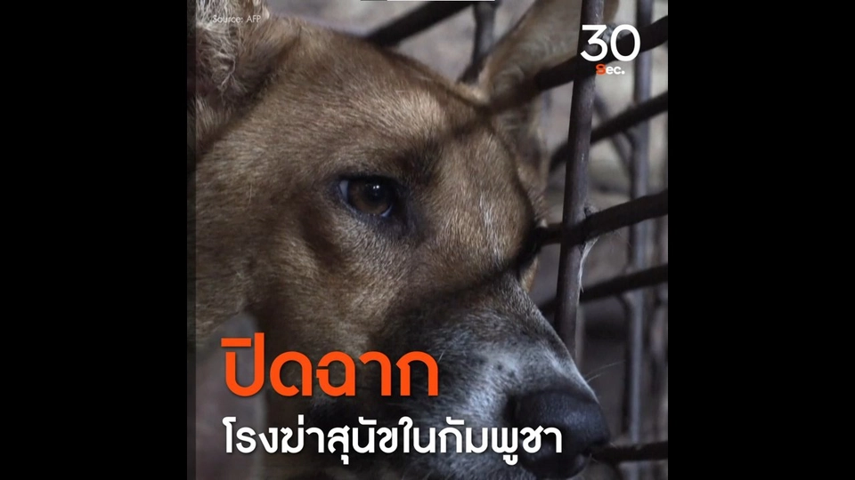 ปิดฉาก โรงฆ่าสุนัขในกัมพูชา