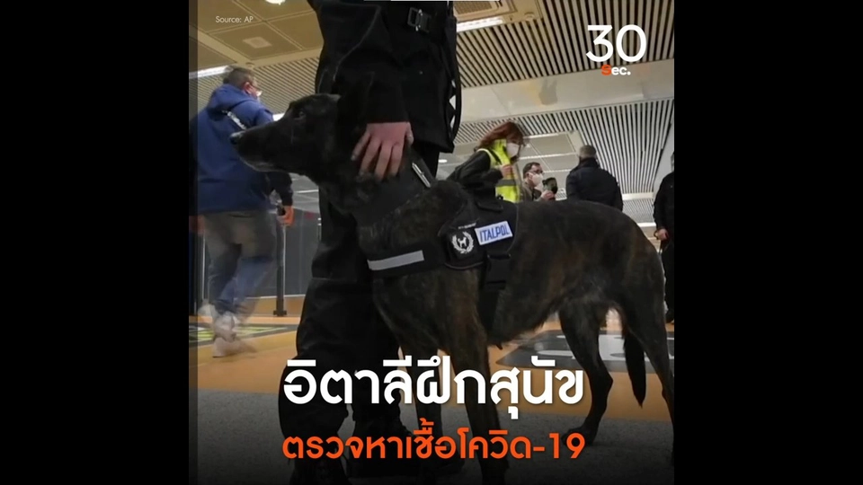 อิตาลีฝึกสุนัขตรวจหาเชื้อโควิด - 19