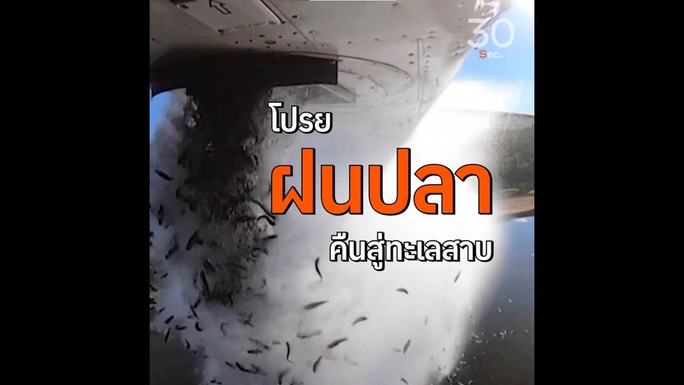 โปรยฝนปลาคืนสู่ทะเลสาบ