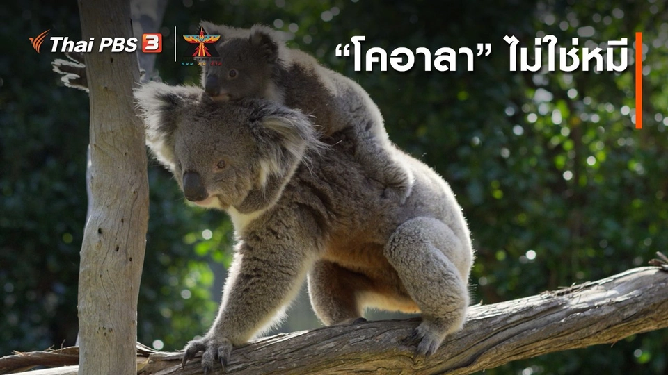 ​เรื่องเล่าการเดินทาง : “โคอาลา” ไม่ใช่หมี
