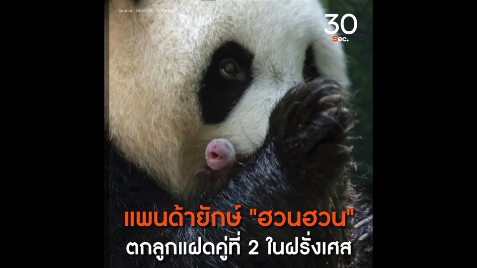 แพนด้ายักษ์  ฮวนฮวน  ตกลูกแฝดคู่ที่ 2 ในฝรั่งเศส