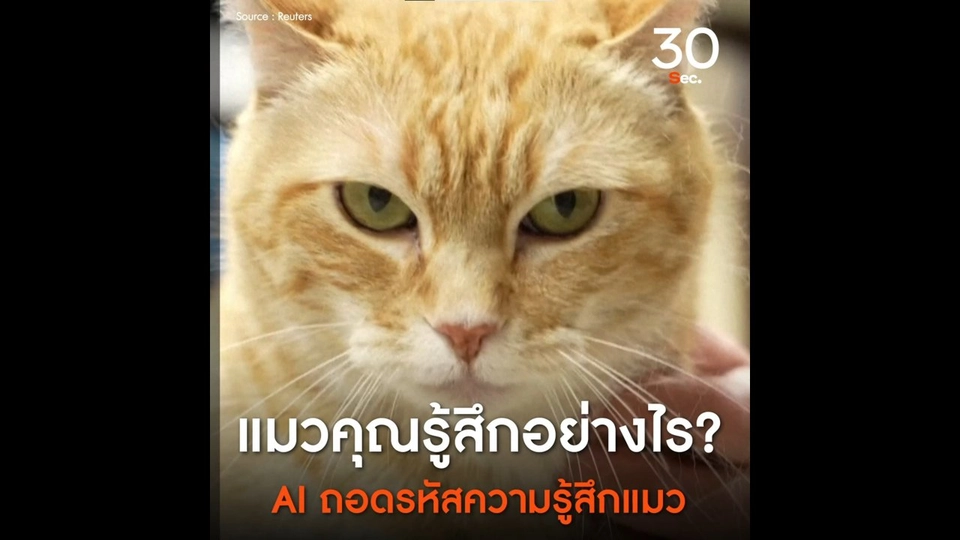 แมวคุณรู้สึกอย่างไร  AI ถอดรหัสความรู้สึกแมว