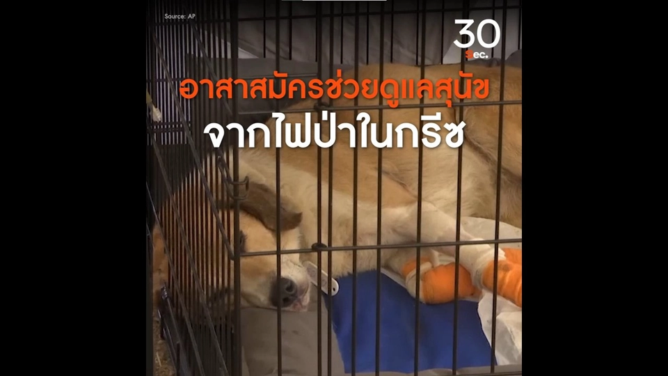 อาสาสมัครช่วยดูแลสุนัขจากไฟป่า