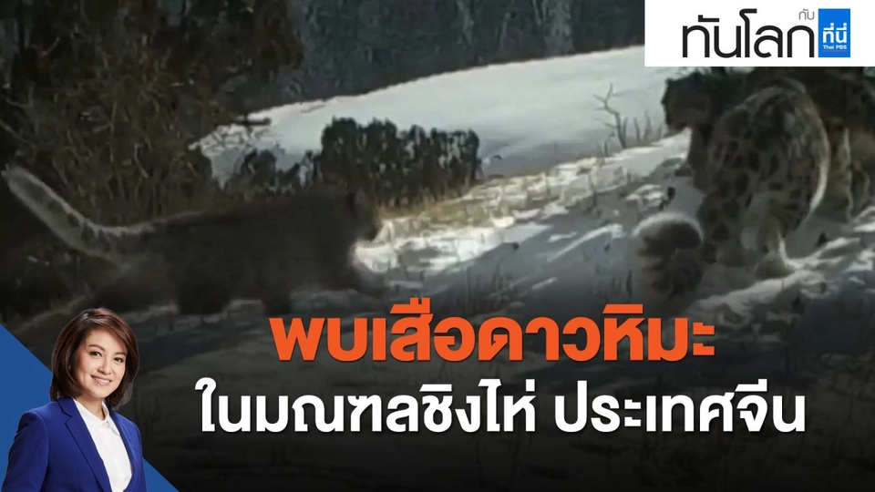พบเสือดาวหิมะในมณฑลชิงไห่ ประเทศจีน