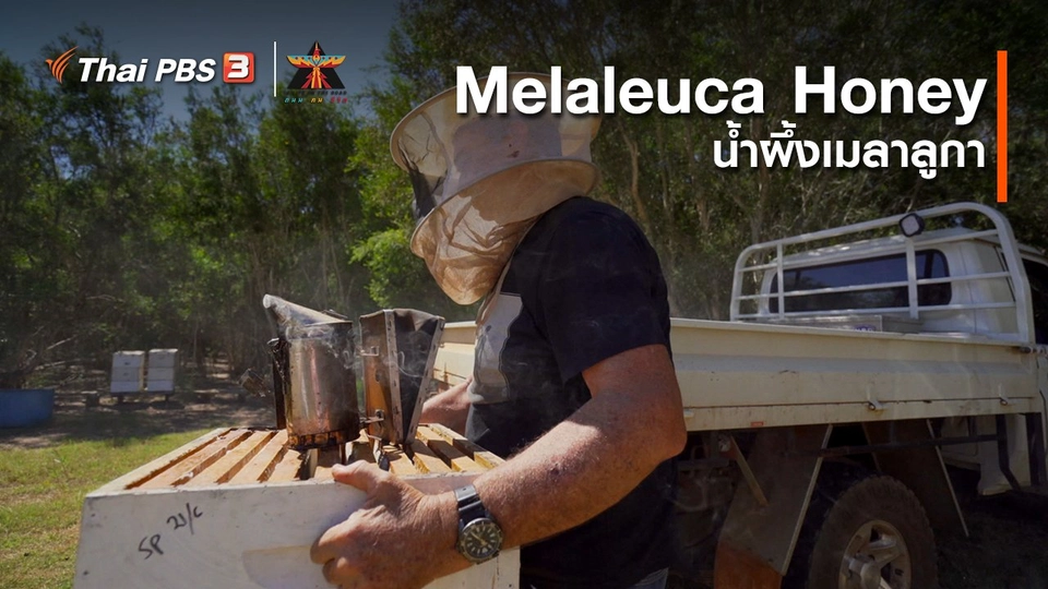 เรื่องเล่าการเดินทาง : Melaleuca Honey น้ำผึ้งเมลาลูกา
