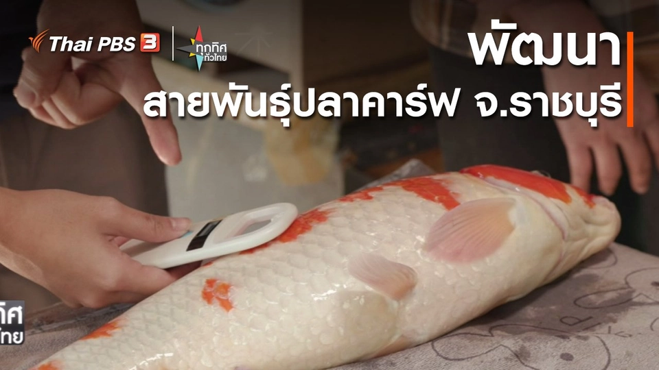 อาชีพทั่วไทย : พัฒนาสายพันธุ์ปลาคาร์ฟ จ.ราชบุรี