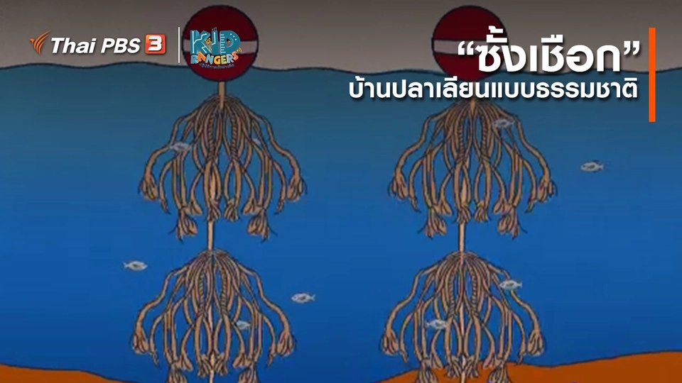 ​คิดส์เรียนรู้ : “ซั้งเชือก” บ้านปลาเลียนแบบธรรมชาติ
