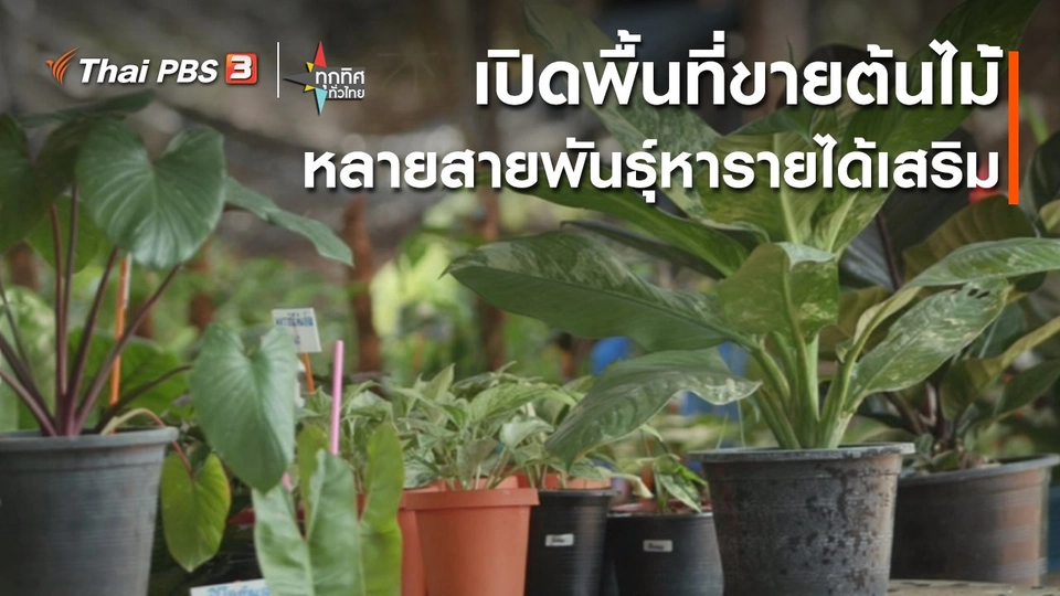 อาชีพทั่วไทย : เปิดพื้นที่ขายต้นไม้หลายสายพันธุ์หารายได้เสริม