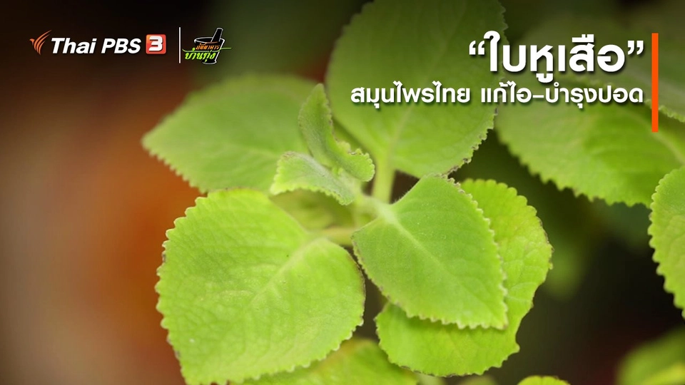 คลิปบ้านทุ่ง : “ใบหูเสือ” สมุนไพรไทย แก้ไอ – บำรุงปอด
