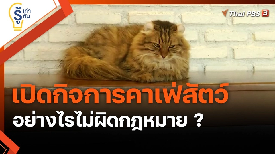 ​รู้เท่ารู้ทัน : เปิดกิจการคาเฟ่สัตว์อย่างไรไม่ผิดกฎหมาย ?