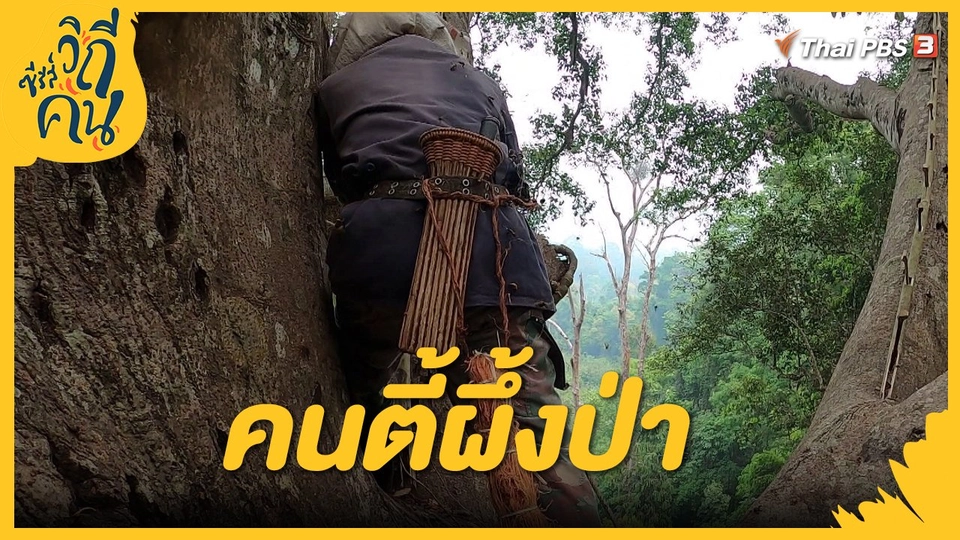 ​คนตี้ผึ้งป่า