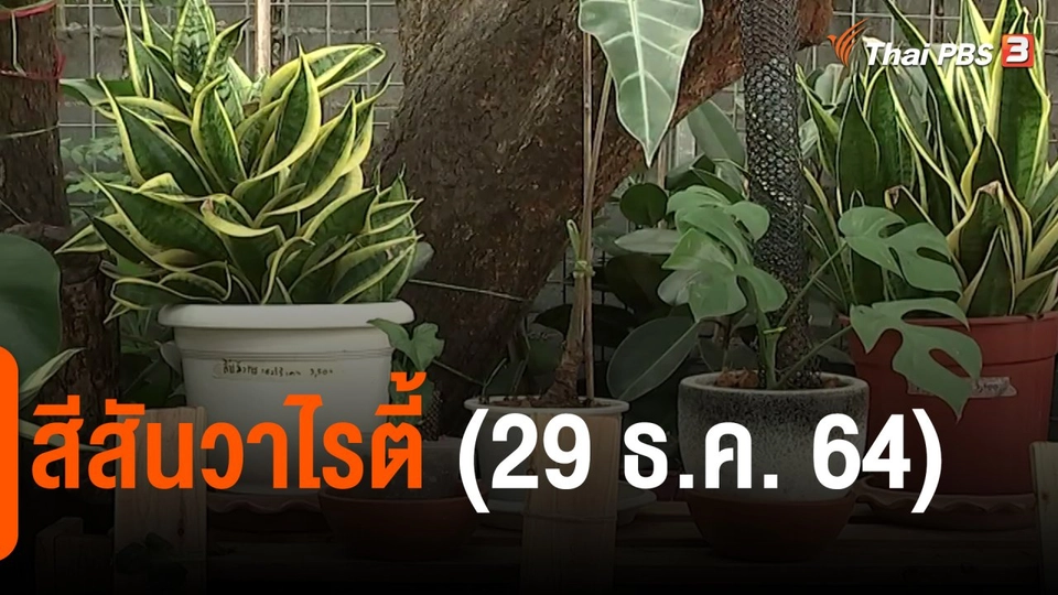 ​สีสันวาไรตี้ (29 ธ.ค. 64)
