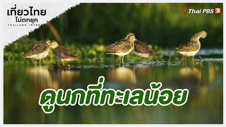 เที่ยวทั่วไทย : ดูนกที่ทะเลน้อย