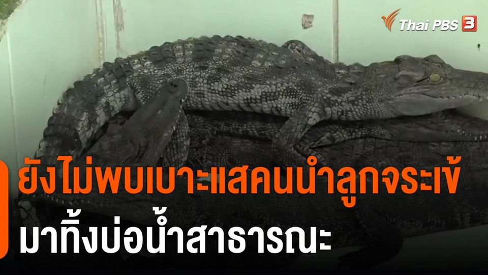 ยังไม่พบเบาะแสคนนำลูกจระเข้มาทิ้งบ่อน้ำสาธารณะ
