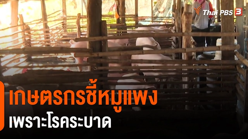 ​เกษตรกรชี้หมูแพงเพราะโรคระบาด