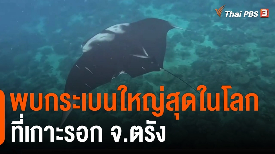 พบกระเบนใหญ่สุดในโลกที่เกาะรอก จ.ตรัง