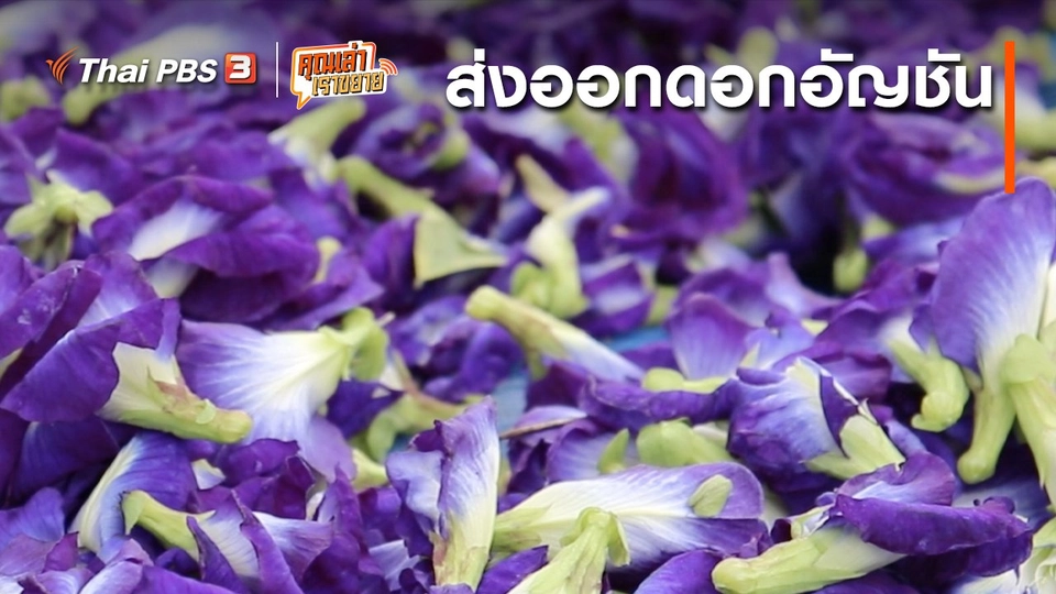 อวดดี : ส่งออกดอกอัญชัน