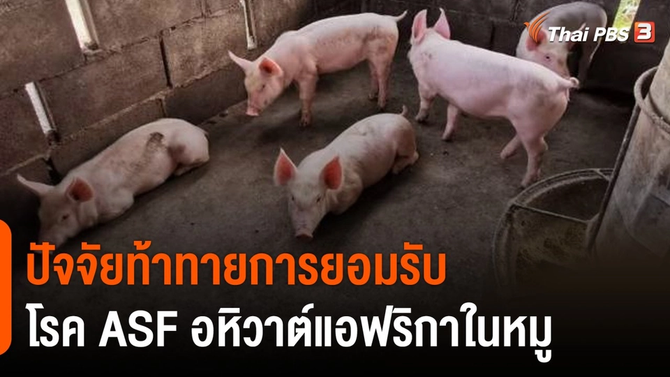 ปัจจัยท้าทายการยอมรับโรค ASF อหิวาต์แอฟริกาในหมู