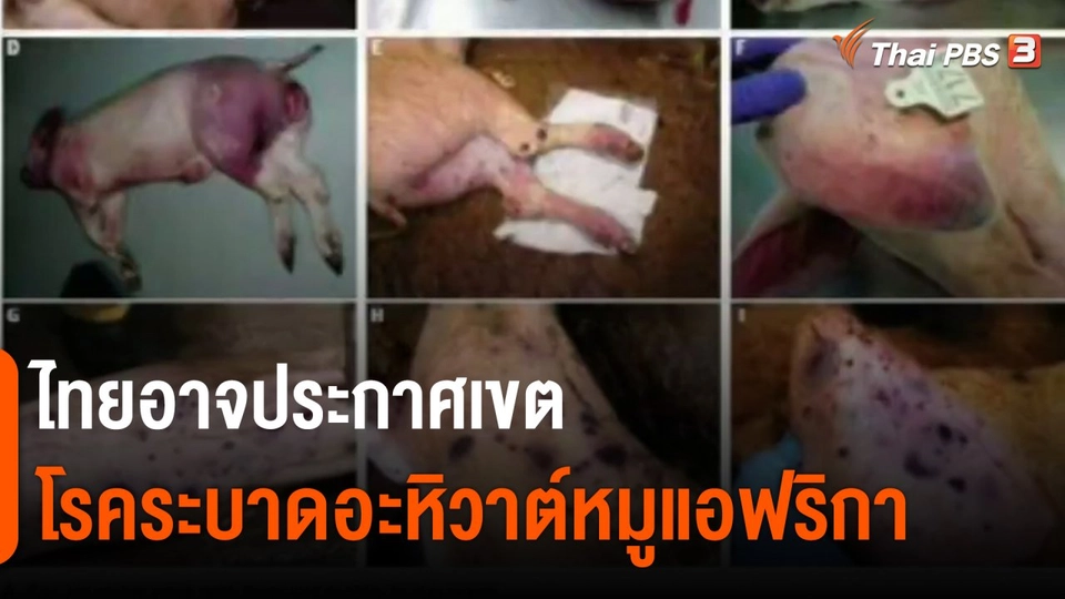 ​ไทยอาจประกาศเขตโรคระบาดอะหิวาต์หมูแอฟริกา