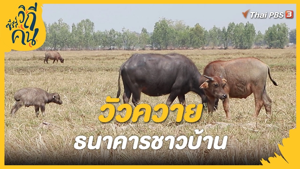 วัวควาย ธนาคารชาวบ้าน